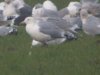Caspian Gull at Barling Marsh (Steve Arlow) (42807 bytes)